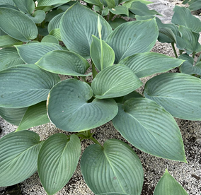 Хоста Сан Энд Мун